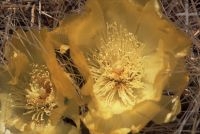 Cactus with flower, Trichocereus genus, Argentina, Andean Altiplano (Puna), the Andes Cordillera