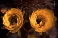 Cactus with flower, Trichocereus genus, Argentina, Andean Altiplano (Puna), the Andes Cordillera