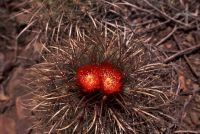 Cactus with flower, Trichocereus genus, Chile, the Andean Altiplano, the Andes Cordillera