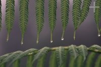 Close-up of water drops on fern. Brazil