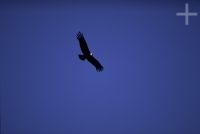 El Cóndor andino (Vultur gryphus), Argentina, en la Cordillera de los Andes