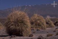 Gramins called 'cortaderas', Argentina, the Andean Altiplano (Puna, high plateau), the Andes Cordillera