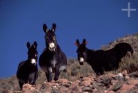 Mulas, en el Altiplano andino, Cordillera de los Andes