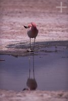 Flamingo, Salar de Atacama, Chile, on the Andean Altiplano (high plateau), the Andes Cordillera