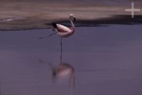 Flamingo, Salar de Atacama, Chile, on the Andean Altiplano (high plateau), the Andes Cordillera