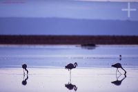 Flamingoes, Atacama Salar, Chile, the Andes Cordillera