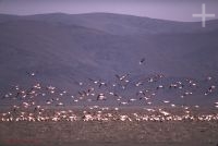 Flamingoes on Laguna Pozuelos, Jujuy, Argentina, Andean Altiplano (Puna, high plateau), the Andes Cordillera