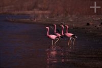 Flamingoes, Laguna Brealito, province of Salta, Argentina, the Andes Cordillera