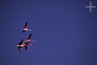 Flamingoes, Laguna Brealito, province of Salta, Argentina, the Andes Cordillera