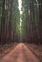 Eucaliptus forest, Espírito Santo, Brazil