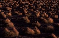 Gramins on the Andean Altiplano (high plateau), the Andes Cordillera