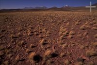 Gramíneas en el Altiplano andino, Cordillera de los Andes