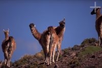 Guanacos (Lama guanicoe), Argentina, on the Andean Altiplano (Puna, high plateau), the Andes Cordillera