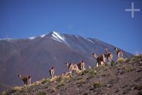 Guanacos (Lama guanicoe), Argentina, on the Andean Altiplano (Puna, high plateau), the Andes Cordillera