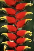 Heliconia, Brazil