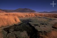 Lagoon on the Andean Altiplano (high plateau), Chile, the Andes Cordillera