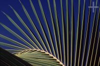 Close-up of palm leaf, Brazil