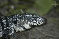 Lizard (Common tegu), Tupinambis teguixin, Rio de Janeiro, Brazil