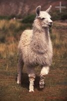 Llama (Lama glama), Argentina, on the Andean Altiplano (Puna, high plateau), the Andes Cordillera