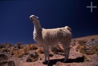 Llama (Lama glama), Argentina, on the Andean Altiplano (Puna, high plateau), the Andes Cordillera