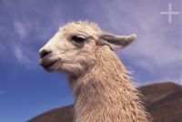 Llama (Lama glama), Argentina, on the Andean Altiplano (Puna, high plateau), the Andes Cordillera