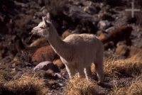 Llama (Lama glama), on the Andean altiplano (high plateau), the Andes Cordillera