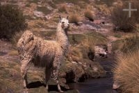 Llama (Lama glama), on the Andean altiplano (high plateau), the Andes Cordillera