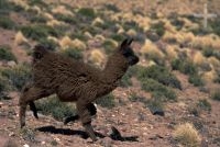 Llama (Lama glama), calf, Argentina, on the Andean Altiplano (high plateau), the Andes Cordillera