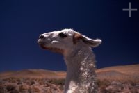 Llama (Lama glama), Argentina, on the Andean Altiplano (Puna, high plateau), the Andes Cordillera