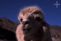 Close-up of llama (Lama glama), Argentina, on the Andean Altiplano (high plateau), the Andes Cordillera