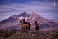 Llamas (lama glama), Chile, on the Andean Altiplano (high plateau), the Andes Cordillera