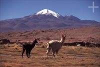 Llamas (lama glama), Bolivia, on the Andean Altiplano (high plateau), the Andes Cordillera