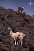 Llamas (Lama glama), on the Andean Altiplano (high plateau), the Andes Cordillera