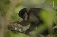 Capuchin monkey (Cebus apella), Tijuca National Park, Rio de Janeiro, Brazil