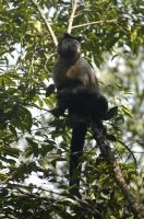 Capuchin monkey (Cebus apella), Tijuca National Park, Rio de Janeiro, Brazil