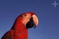 Macaw (Ara chloroptera), Venezuela