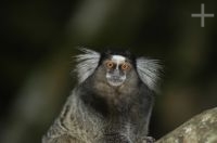 Marmoset, Callithrix jacchus, Rio de Janeiro, Brazil