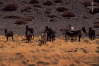 Mules, on the Andean Altiplano (high plateau), the Andes Cordillera