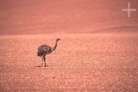 Ostrich, Rhea americana, Atacama desert, Chile, on the Andean Altiplano (high plateau), the Andes Cordillera