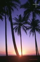 Sunrise, palm trees, Bahia, Brazil