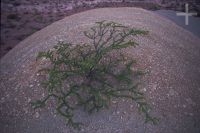 Plant growing among rocks, Quebrada de Cafayate, Salta, Argentina, the Andes Cordillera