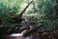 The Atlantic rain forest, RJ, Brazil