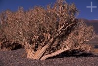 Bushes called "rica rica" (Acantholippia punensis), on the Andean Altiplano (high plateau), the Andes Cordillera