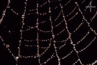 Spider web with water droplets, Brazil