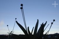 Bromeliads, top of Mount Roraima, Gran Sabana, south of Venezuela.