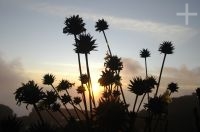 Bromeliads and the sunset, top of Mount Roraima, Gran Sabana, south of Venezuela.