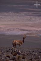 Vicuña (Lama vicugna), on the Andean altiplano (high plateau), the Andes Cordillera