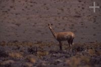 Vicuña (Lama vicugna), on the Andean altiplano (high plateau), the Andes Cordillera