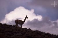 Vicuña (Lama vicugna), on the Andean Altiplano (high plateau), the Andes Cordillera