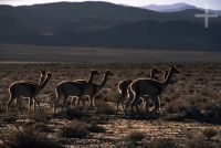 Vicuñas (Lama vicugna) on the Andean Altiplano (Puna, high plateau), Argentina, the Andes Cordillera